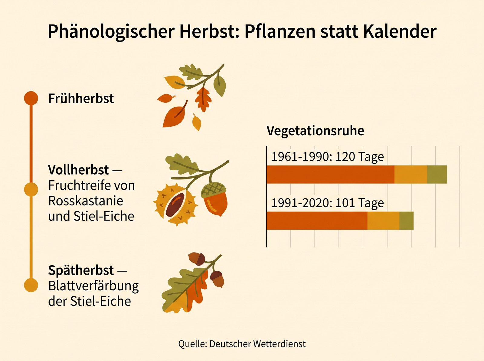 Infografik zu den phänologischen Herbstphasen und der Verschiebung der Vegetationsruhe