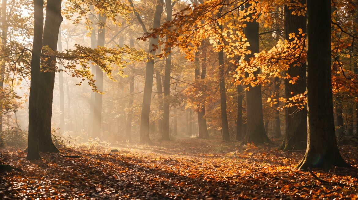 Nebliger Buchenwald im Herbst mit goldenem Laub und schrägem Morgenlicht